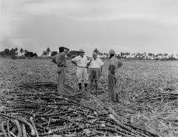 Cane fields in Ba, Fiji, 1920s