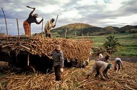 Sugar cane farming in Fiji, 1970s