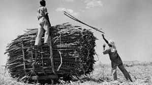 Indo-Fijian cane farmers, 1960s