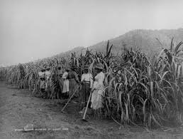 Cane workers in Fiji, 1900s