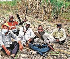 Cane fields, Viti Levu